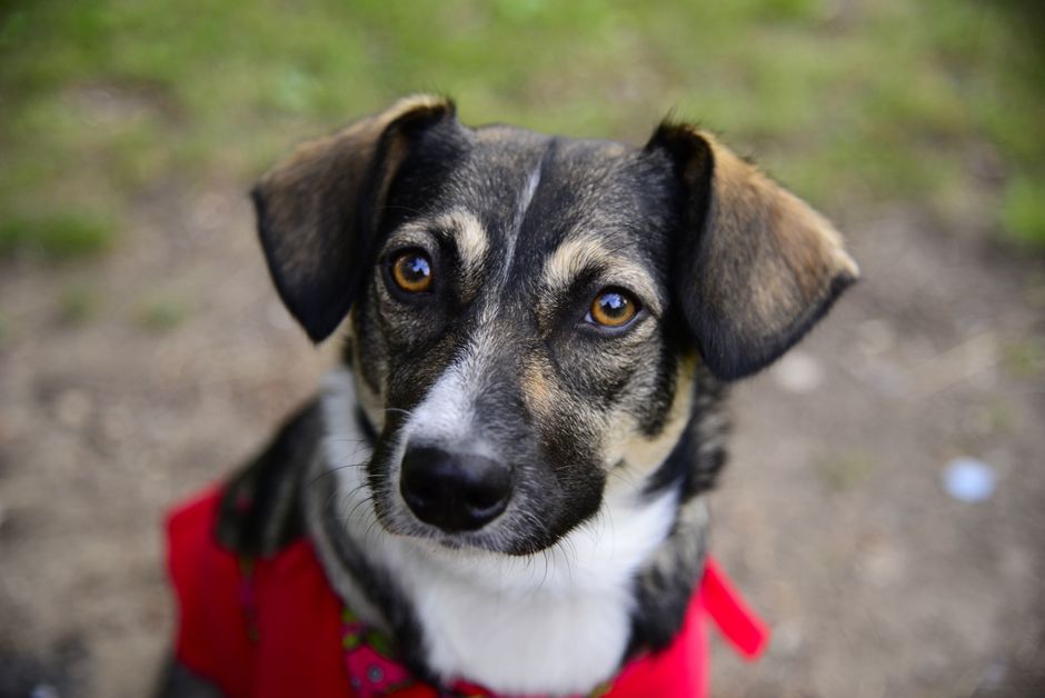 A close-up of a young, medium-sized dog with a black, tan, and white coat, featuring expressive amber eyes, floppy ears, and a black nose. The dog is wearing a red harness with a colorful pattern and 