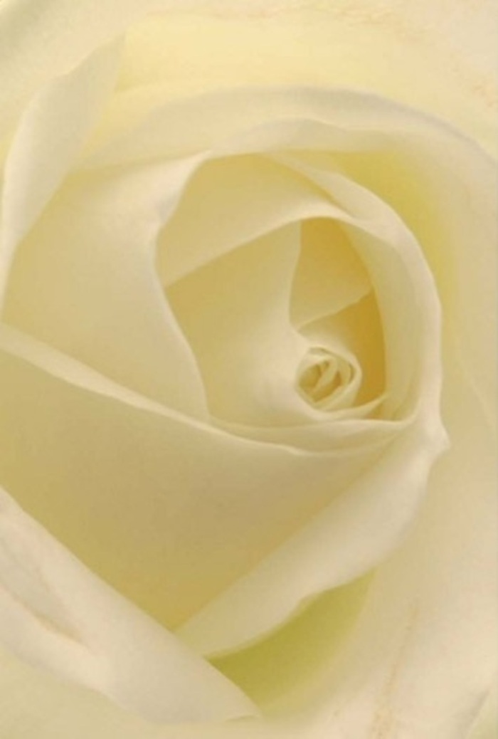 Immerse yourself in the intimate, layered beauty of this classic white rose-its petals skillfully arranged by a seasoned Isle of Dogs florist. Up close, the petals blend shades of creamy white and subtle pearl, their surfaces both matte and faintly luminous, as if bathed in soft riverside light. The bloom's structure draws the eye to the innermost spiral, where each petal folds inward with deliberate grace and patience, conjuring a sensation akin to the calm found along Island Gardens at dusk. The near-translucent edges of the outer petals radiate quiet delicacy, while their flawless alignment speaks of horticultural mastery and deep understanding. Whether destined for a wedding centrepiece, a heartfelt apology, or a poignant expression of sympathy, the rose stands as an emblem of purity and resilience. Every nuance of shadow and hue tells a story, affirming this as a perfect fit for life's most meaningful moments, professionally designed and ready for same-day delivery to homes and celebrations across the Isle of Dogs.